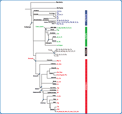 Evolutionary Tree