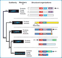 sequences